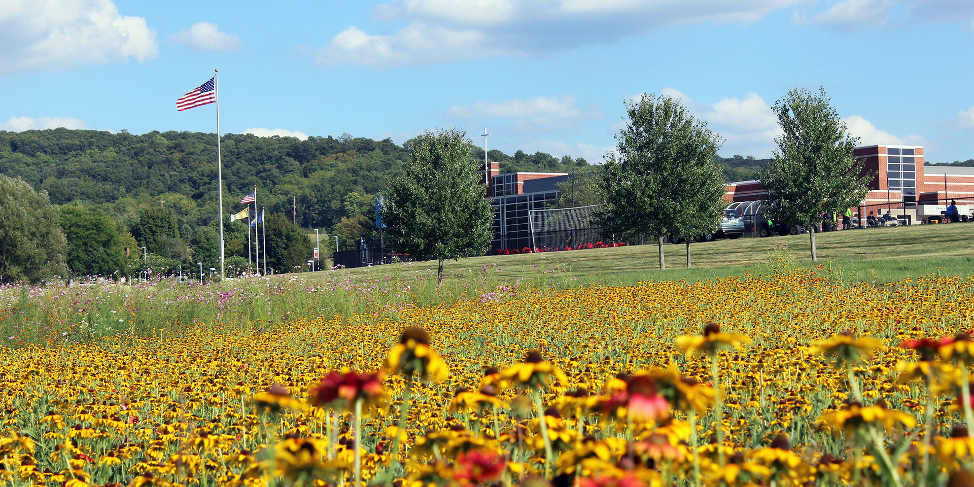 WildflowersField